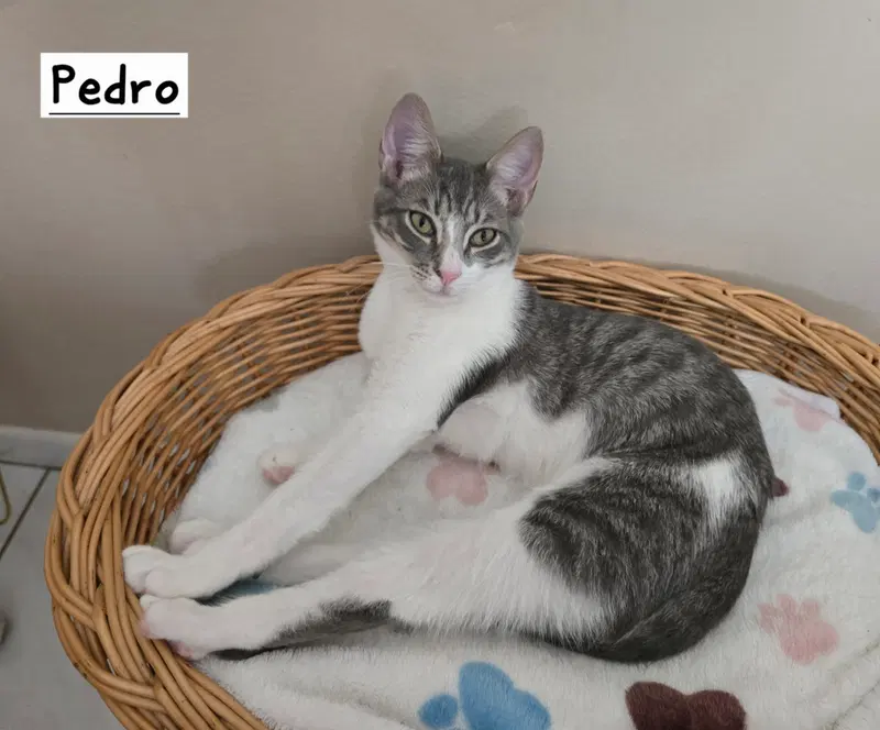 Pedro, photo 3