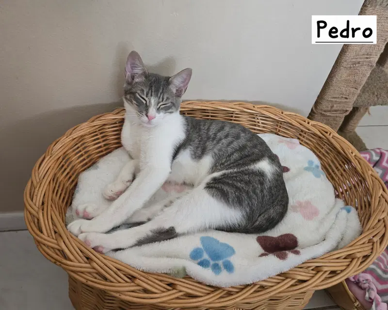 Pedro, photo 4