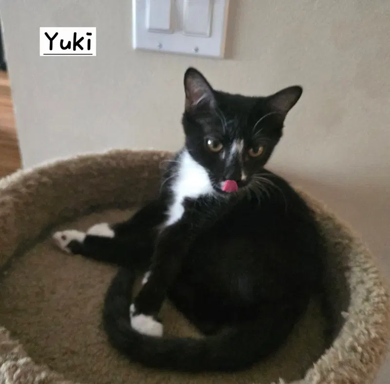 Yuki, a young female Tuxedo cat up for adoption
