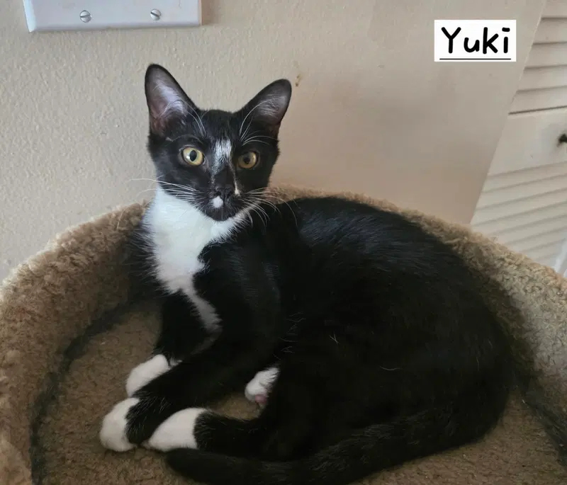 Yuki, photo 2
