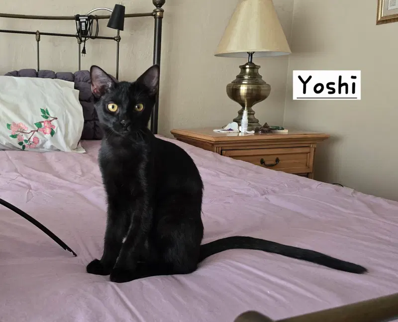Yoshi, a young male cat up for adoption