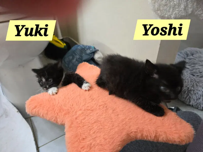 Yoshi, photo 2