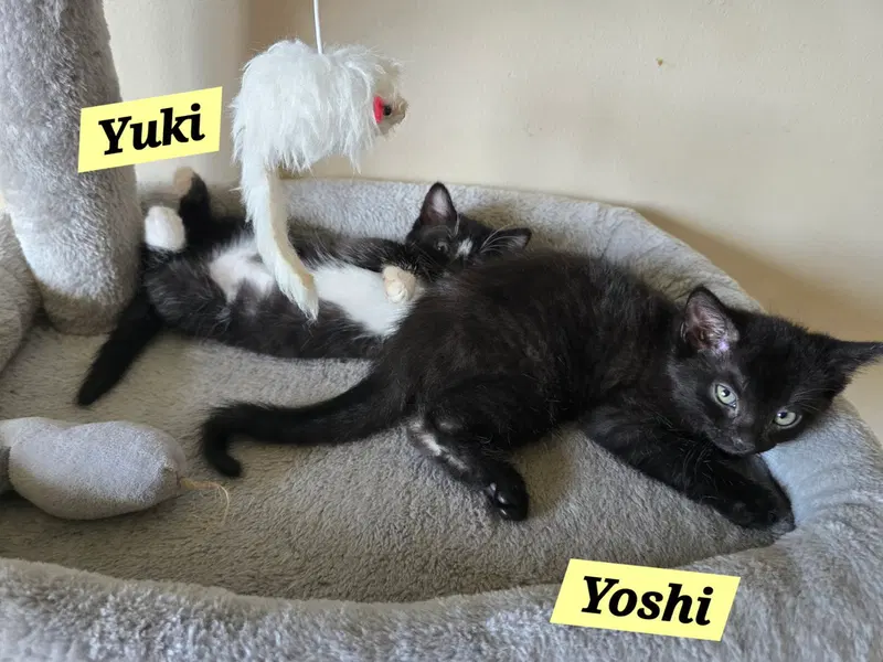 Yoshi, photo 3