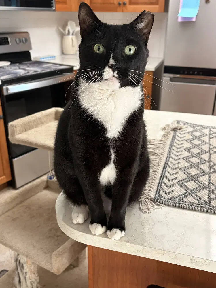 Stefan, an adult male cat up for adoption