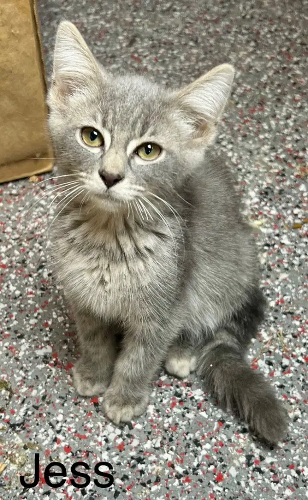 Jess, a male kitten up for adoption