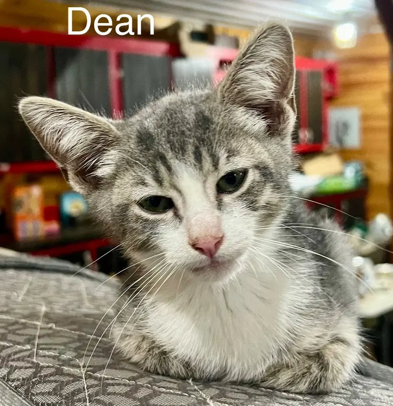 Dean, a male kitten up for adoption