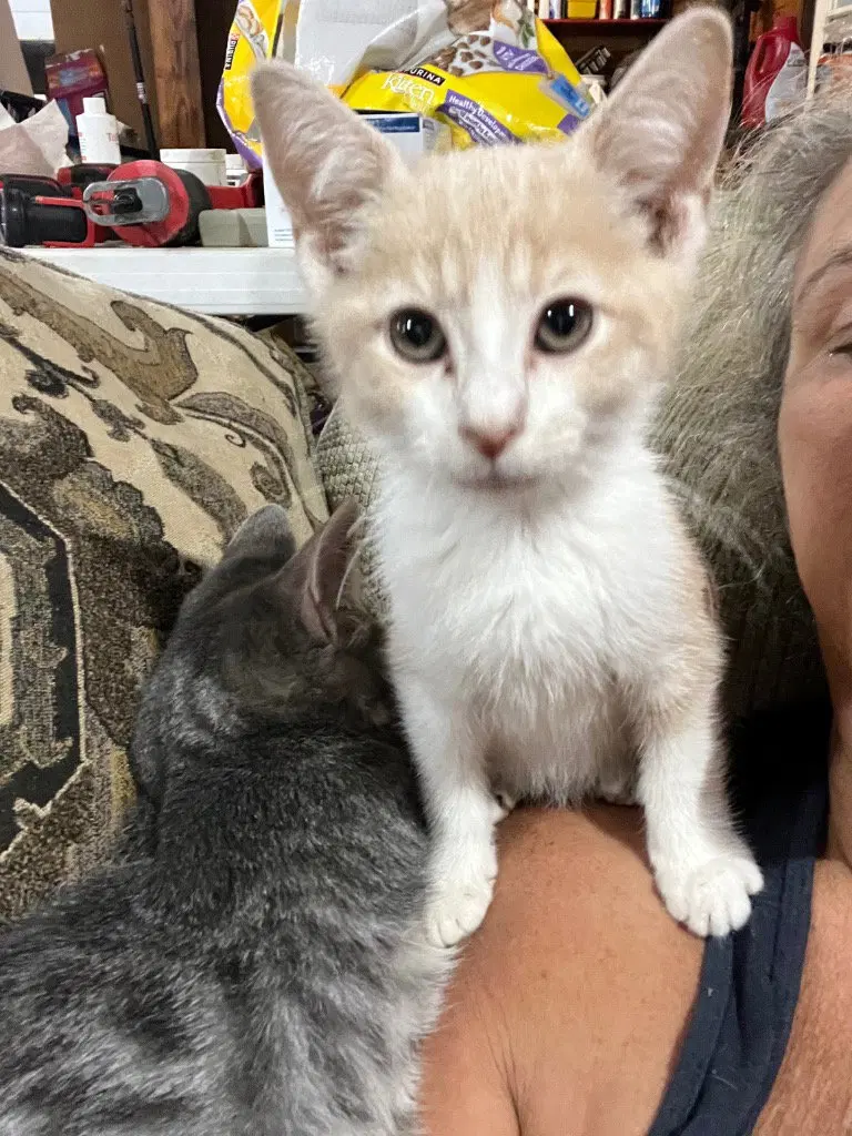 Logan, a male kitten up for adoption