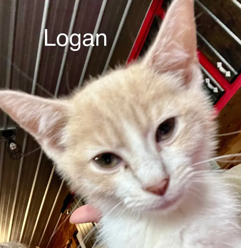 Logan, photo 4
