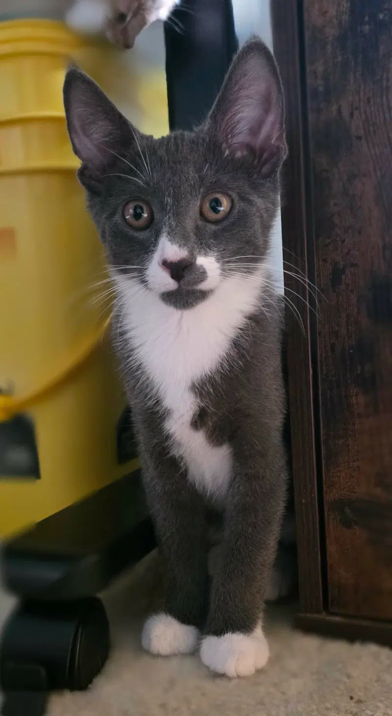 Kelvin, a young male cat up for adoption
