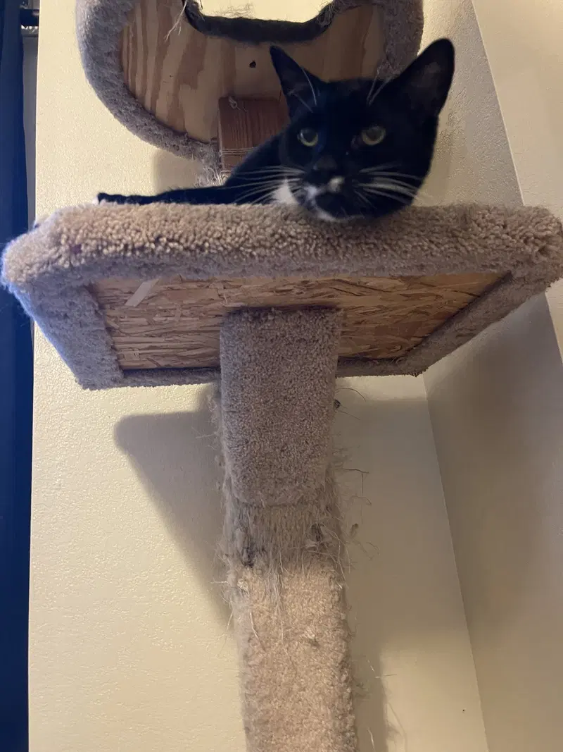 Girl Kitty, photo 2