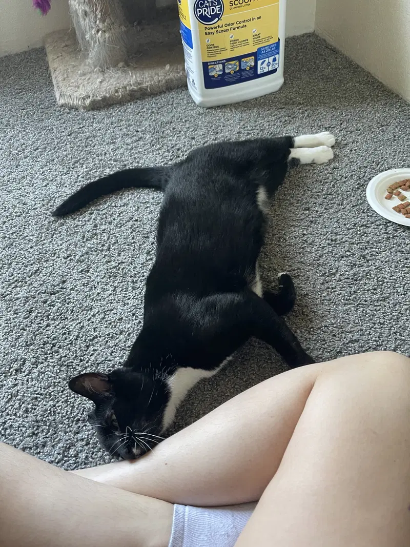 Girl Kitty, photo 3