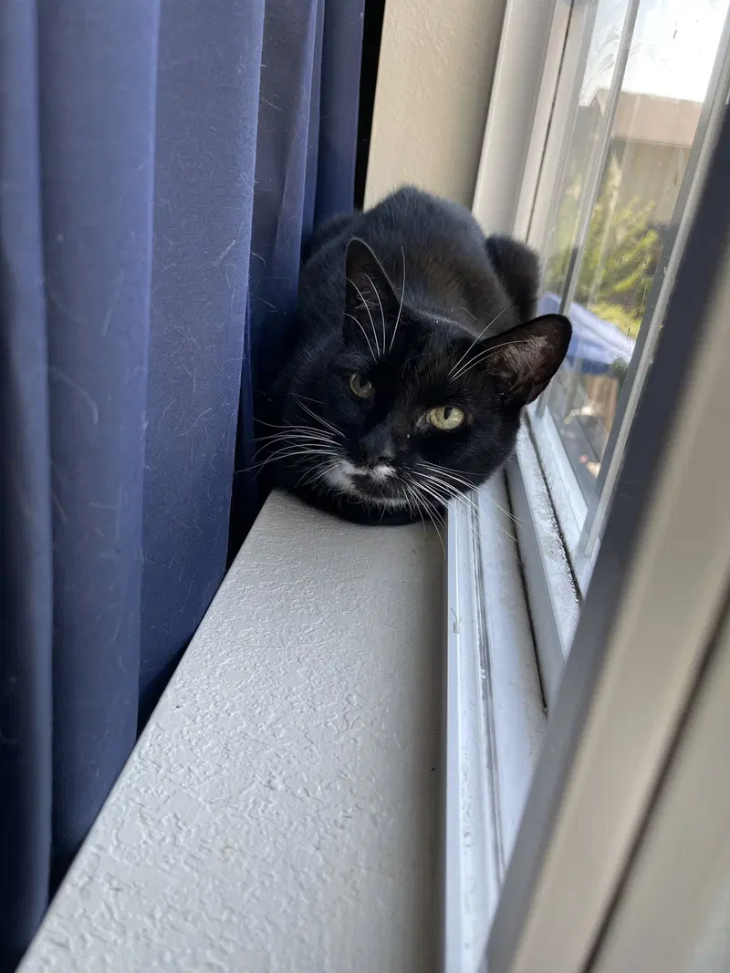 Girl Kitty, photo 4