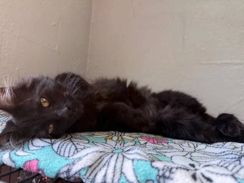 Roman, an adult male cat up for adoption