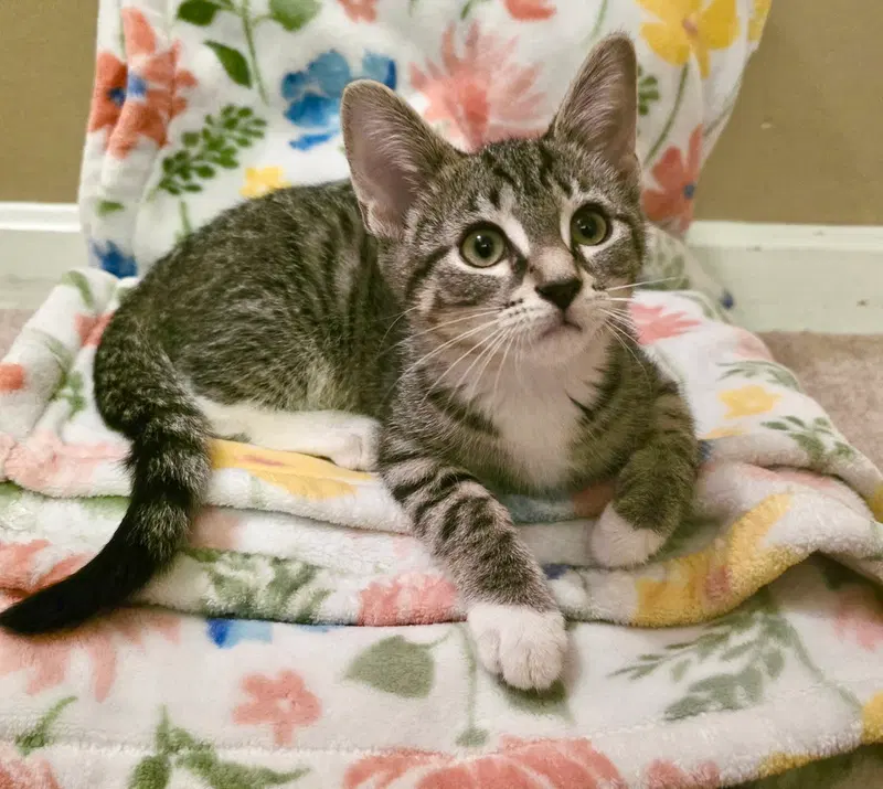 Socks, up for adoption near Littlestown, PA