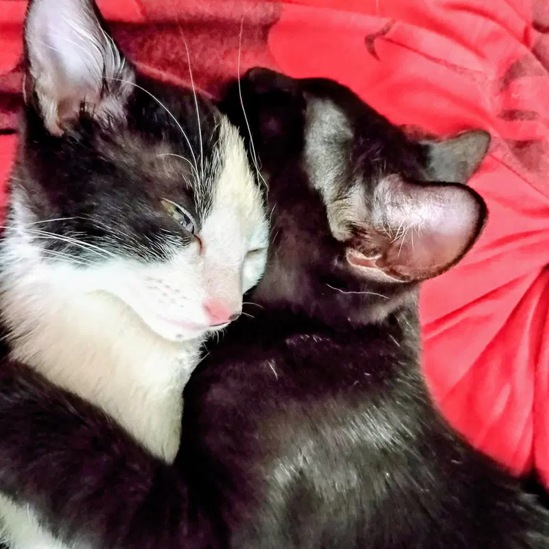 Enoli and Kaleo, photo 2