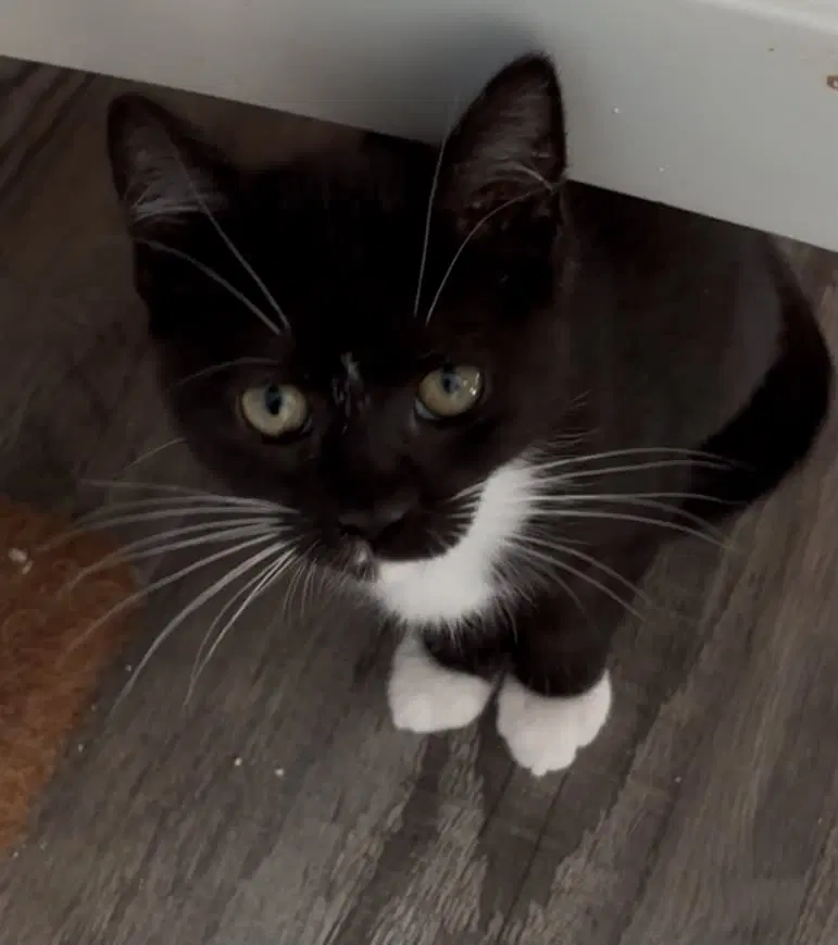 Poppy-Not at the Shelter, photo 2