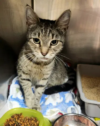 Purr-in, photo 5