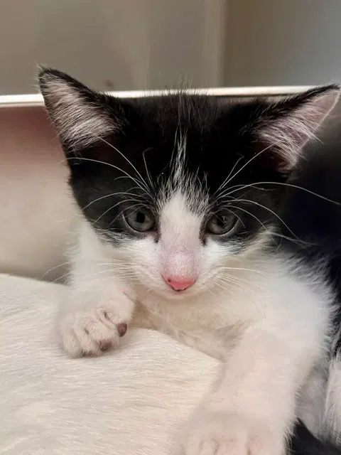 Bingo, a female kitten up for adoption