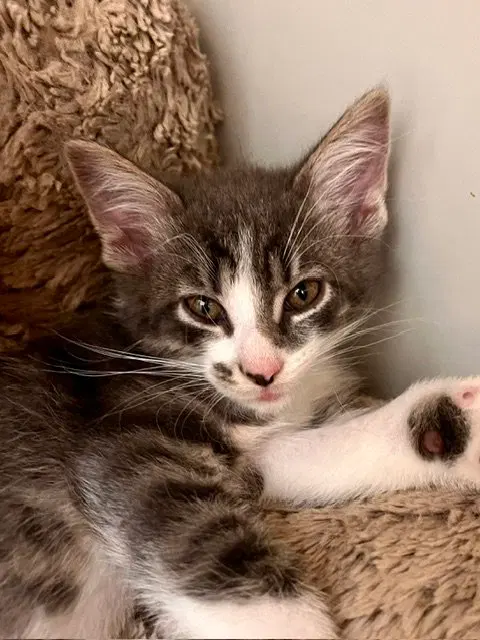 Winton, a male kitten up for adoption