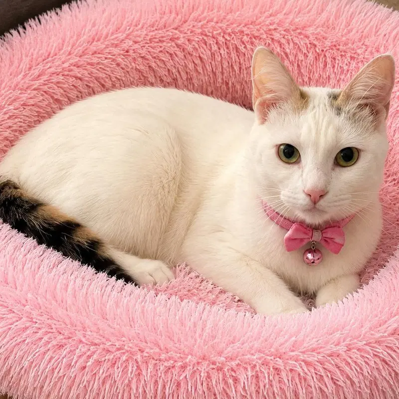 Gidget, a young female cat up for adoption