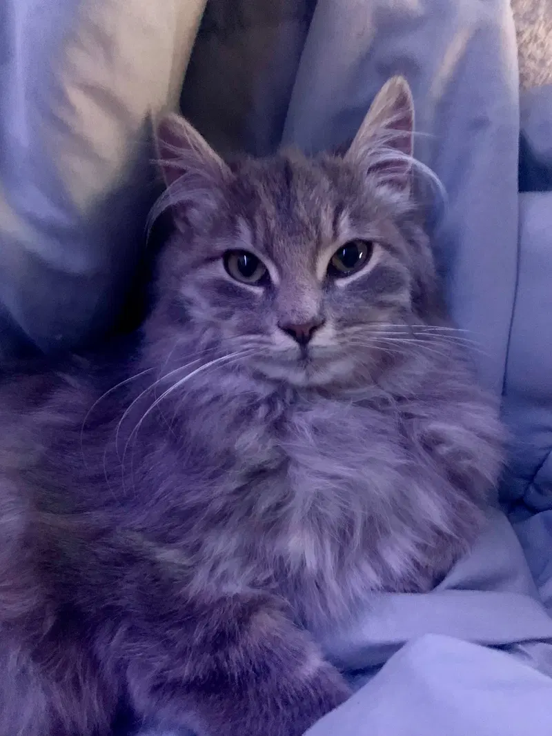 Magnus, a male cat up for adoption