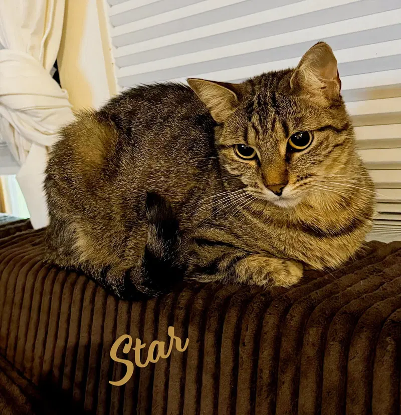 Star, an adult female Tabby cat up for adoption