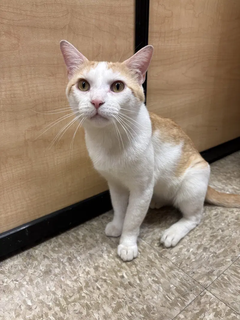 Leo, an adult male cat up for adoption