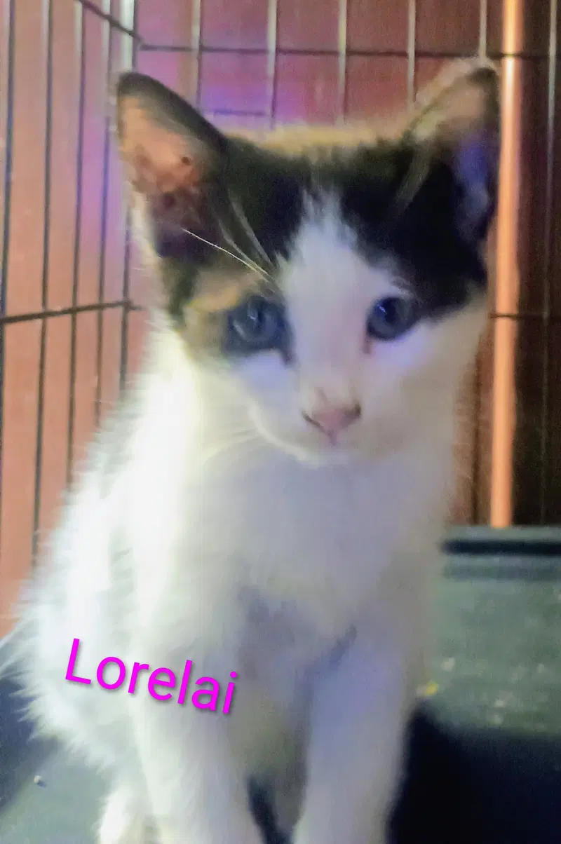 Lorelai, photo 2