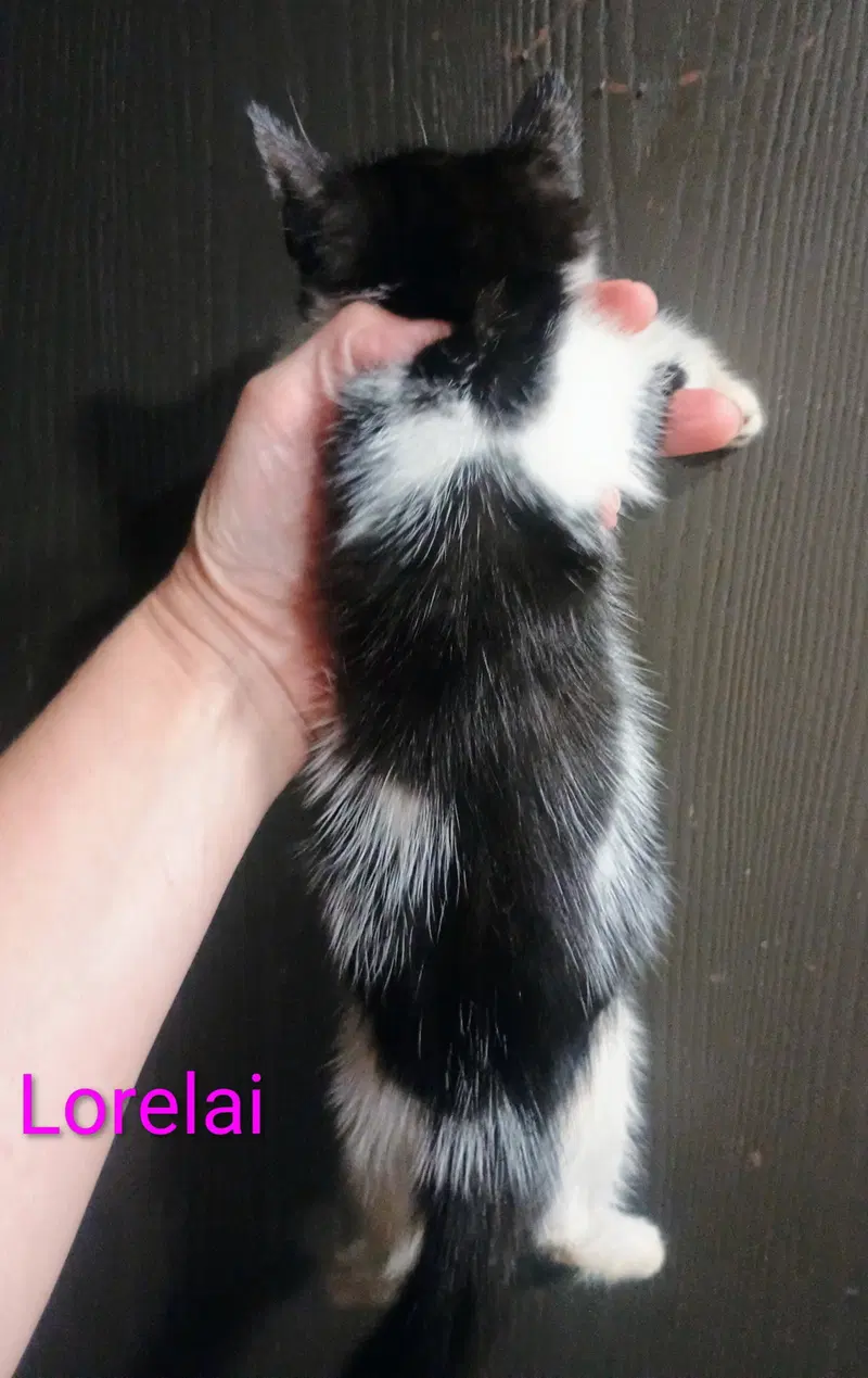 Lorelai, photo 3