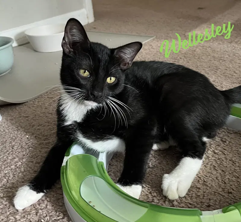 Wellesley, a male Tuxedo kitten up for adoption