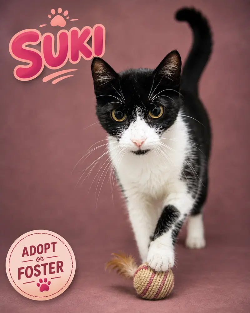 Suki, photo 6
