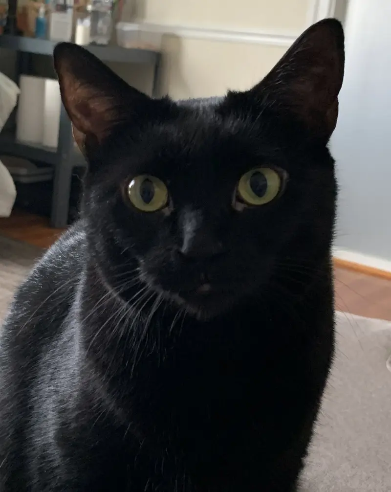 Loki, photo 3