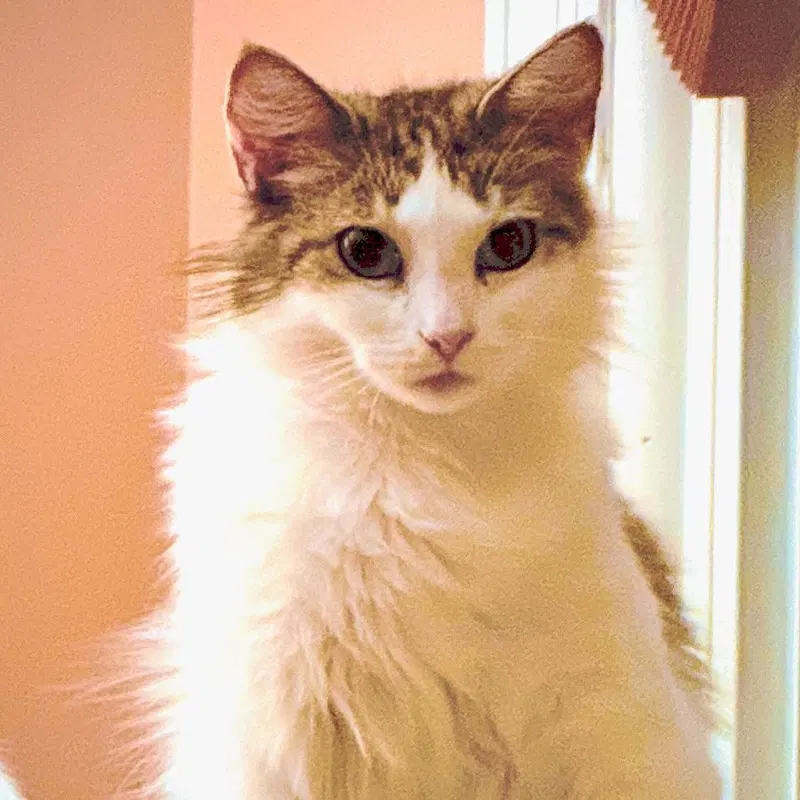 Martha, a young female cat up for adoption