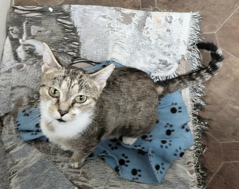 C336 Litter Opal, photo 2