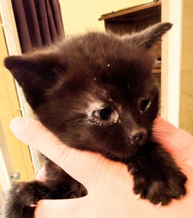 C336 Litter Binx, photo 2