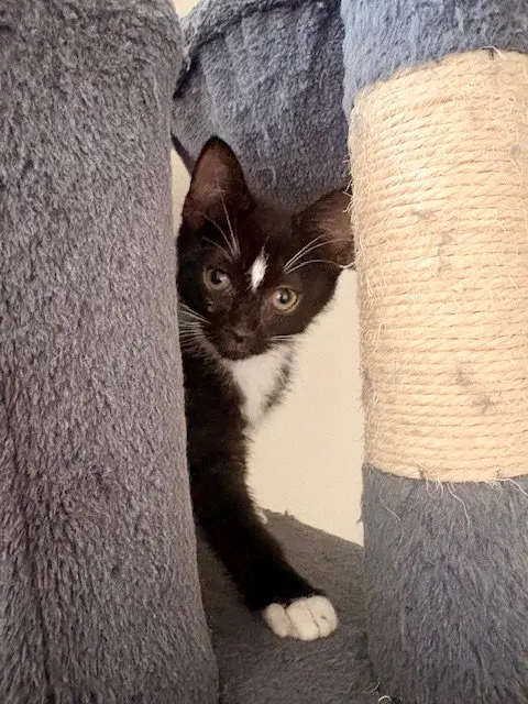 Yin, a female kitten up for adoption