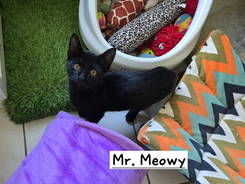 Mr. Meowy, a young male cat up for adoption