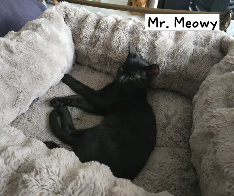 Mr. Meowy, photo 2