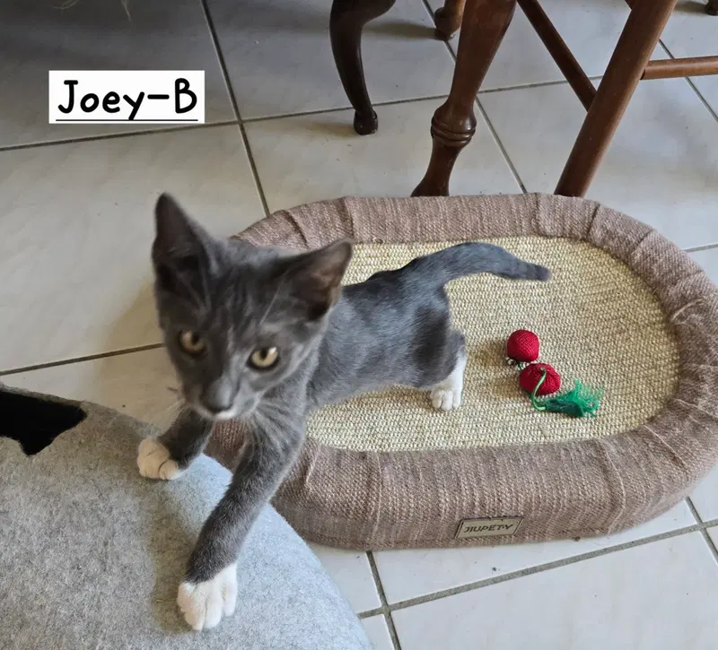 Joey-B, photo 2