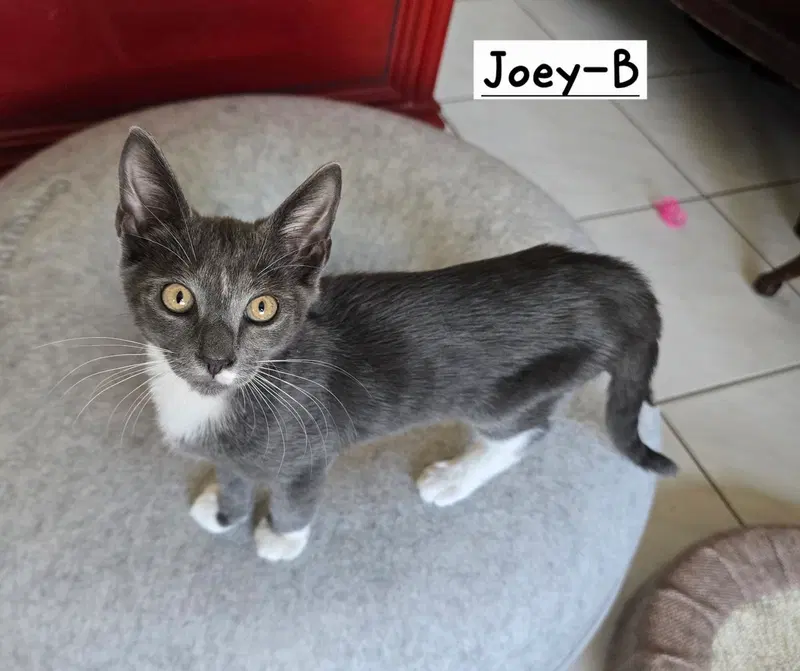Joey-B, photo 3