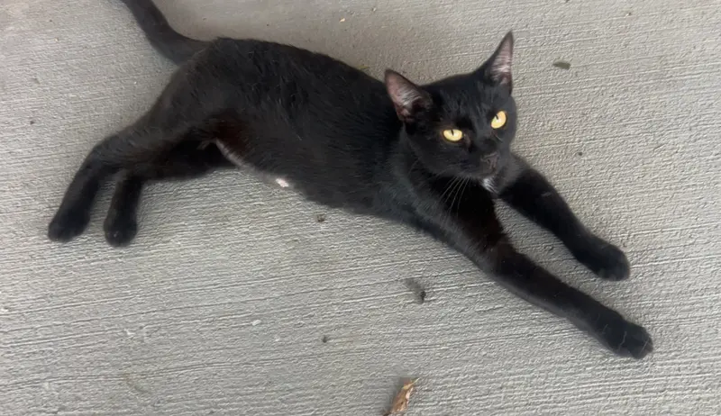Malia, an adult female cat up for adoption