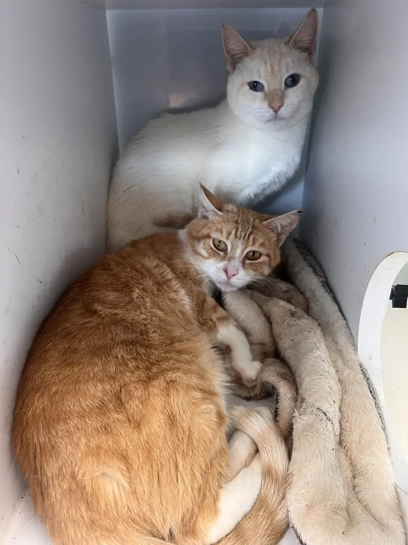Samwise, an adult male Tabby cat up for adoption