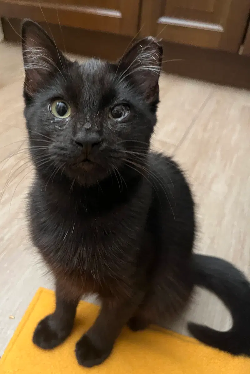 Mystic, a young male cat up for adoption
