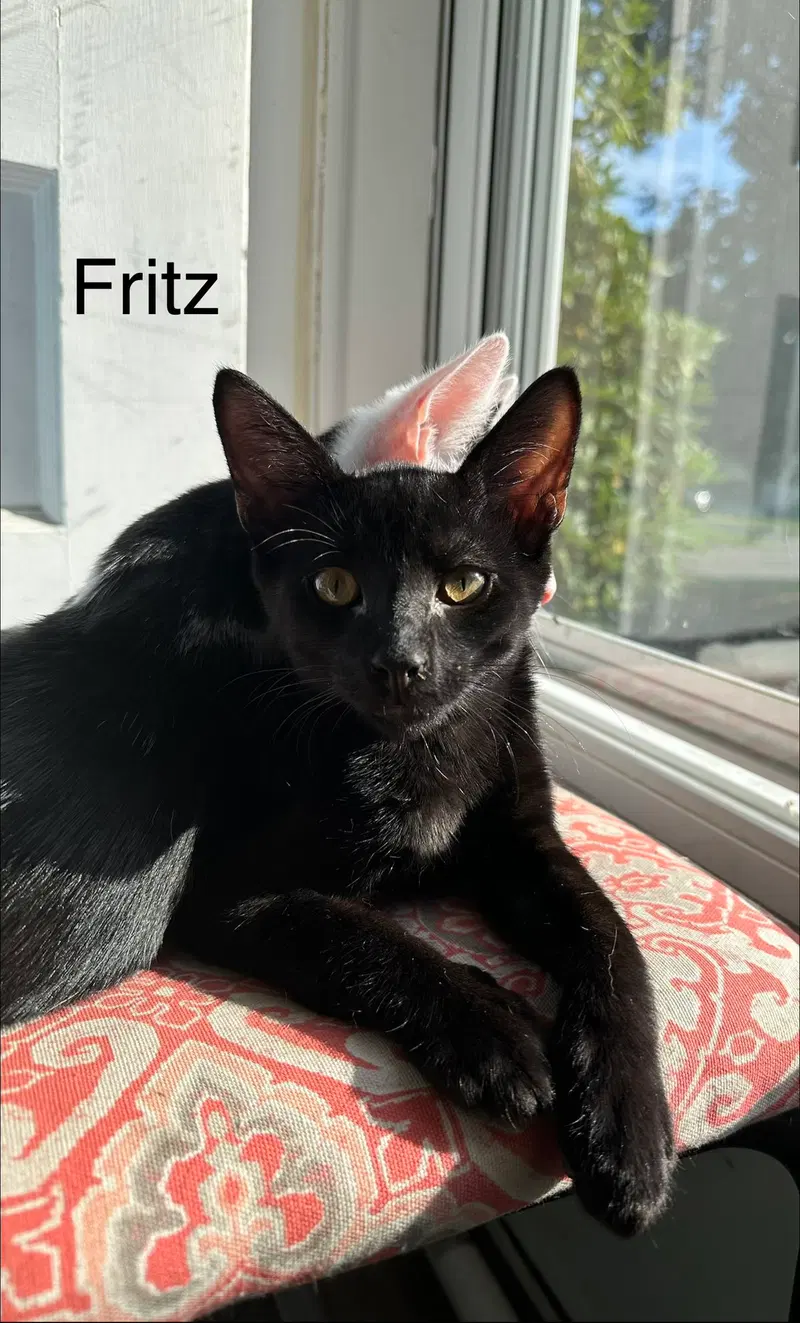 Fritz, photo 4