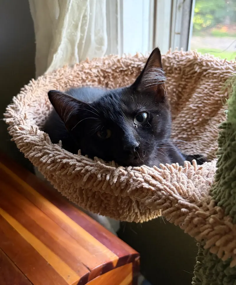 Bear Bear, a female kitten up for adoption