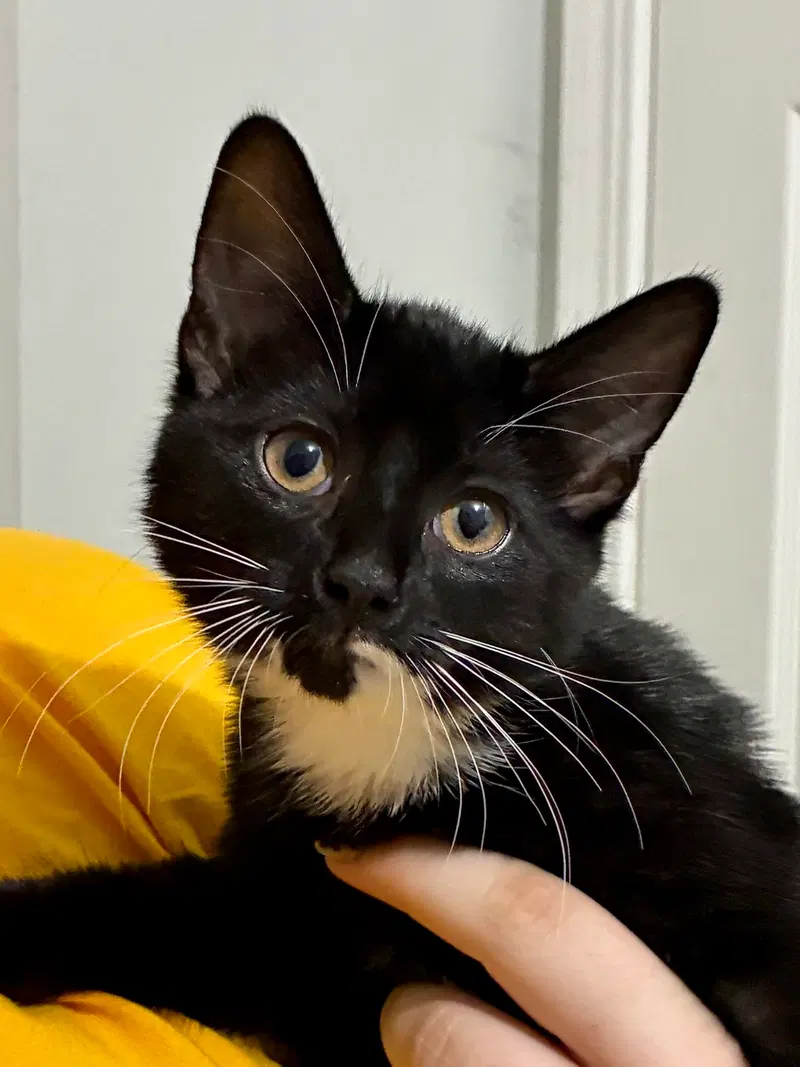 Cat, a young male cat up for adoption