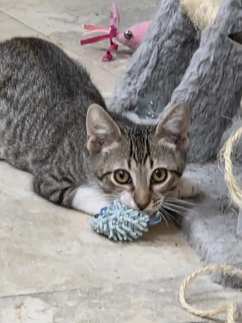 Dylan, a male kitten up for adoption
