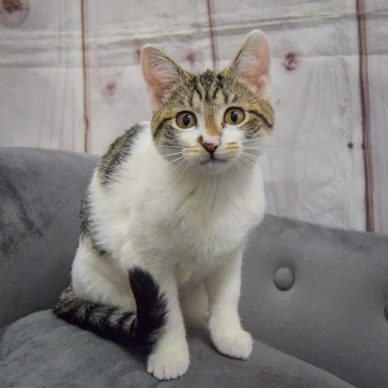 Poppi, photo 2