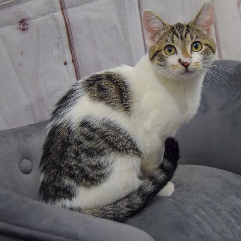 Poppi, photo 3