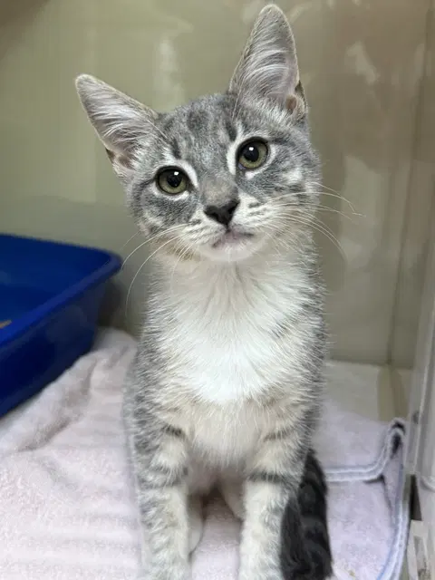 Watch the video of Chili